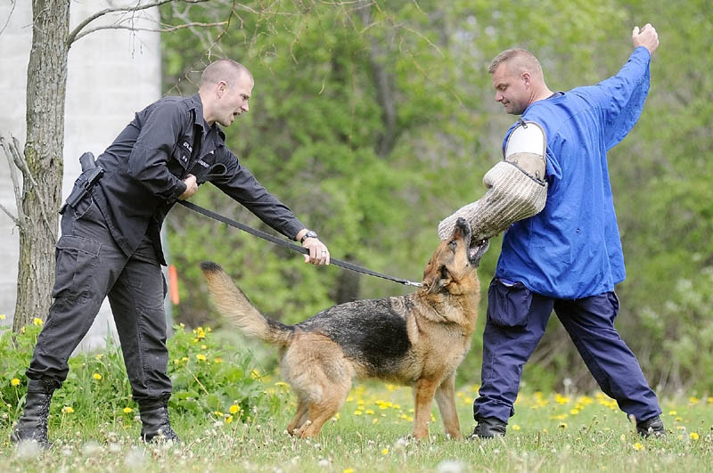 GO GET HIM: Kennebec County Sheriff’s Cpl. G.J. Neagle, left, holds onto Gib as he nips Maine State Trooper Stephen Hills during training in Vassalboro last month.