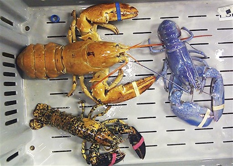This photo provided by Rebecca McAleney shows a bright orange, left, a bright blue, right, and a calico lobster at New Meadows Lobster in Portland, Maine, Tuesday, June 26, 2012. It's unusual enough to come across a 1-in-a-million blue lobster, but the lobster dealer has the three rare bright-colored lobsters at the same time. (AP Photo/Rebecca McAleney)