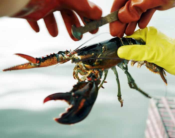 In this Aug. 24, 2009, file photo, a lobster is measured off of Cundy's Harbor, Maine, to determine whether it is of legal size to keep.