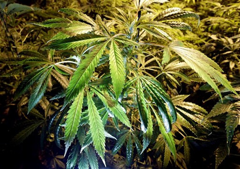 In this March 28, 2011, file photo shows a marijuana plant, in Portland, Ore. Efforts to legalize medical marijuana and decriminalize use of small amounts have gained traction in numerous states. (AP Photo/Rick Bowmer, File)