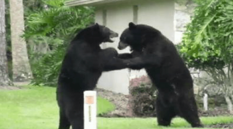 This screen shot of a video taken in Longwood, Fla. in June 2012 shows two black bears playfully wrestling on a homeowner's front lawn.