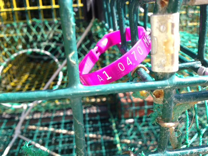 A lobster license tag is shown on a trap in Harpswell. Maine's 4,500 lobstermen are required to have the identifying tags on their traps. Officials are trying to find out who is illegally hauling traps that belong to licensed fishermen in the Gulf of Maine.
