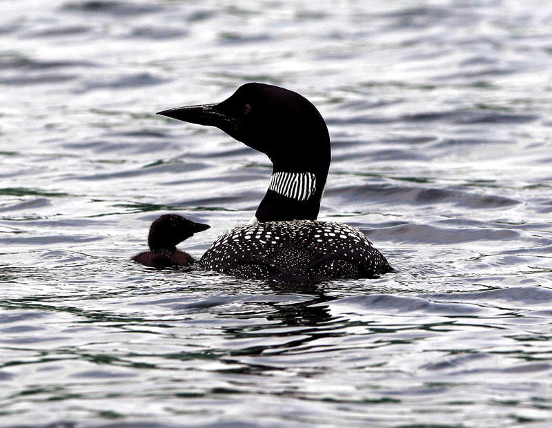 The study found more than half the adult Adirondack loons are at a moderate to high risk of mercury poisoning.