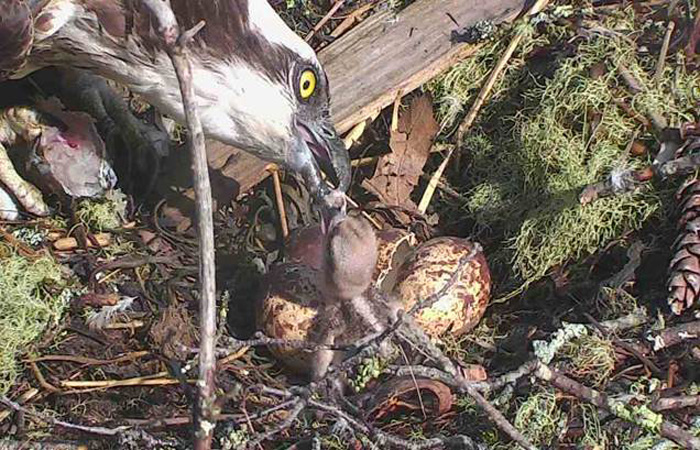 The first of three eggs laid on April 29 has hatched. Two more are expected to hatch today.