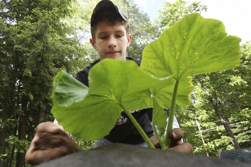 Lucas Dion plants a giant pumpkin seedling in his backyard in Waterboro.