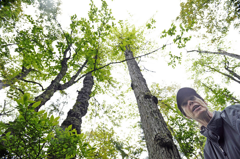 Janet Mangion, who has been giving tours of Ferry Beach State Park in Saco for 25 years, pauses under tupelo trees – which are rare in Maine – while hiking the trails. Mangion said connecting people with nature gets her excited.