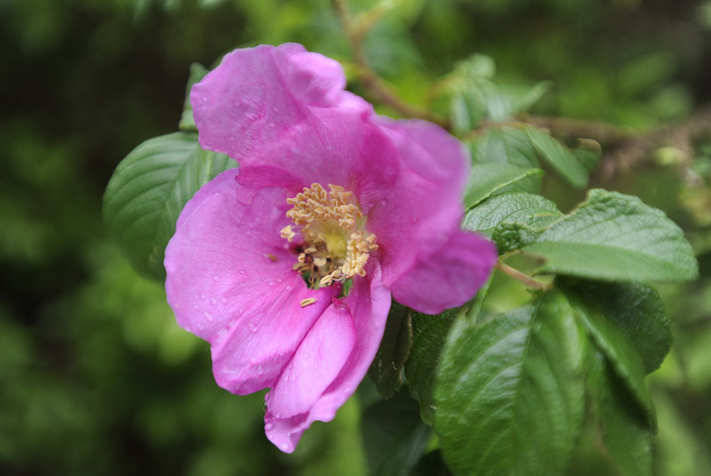 A rosa rugosa, also known as a beach rose, is in bloom at Ferry Beach State Park in Saco.