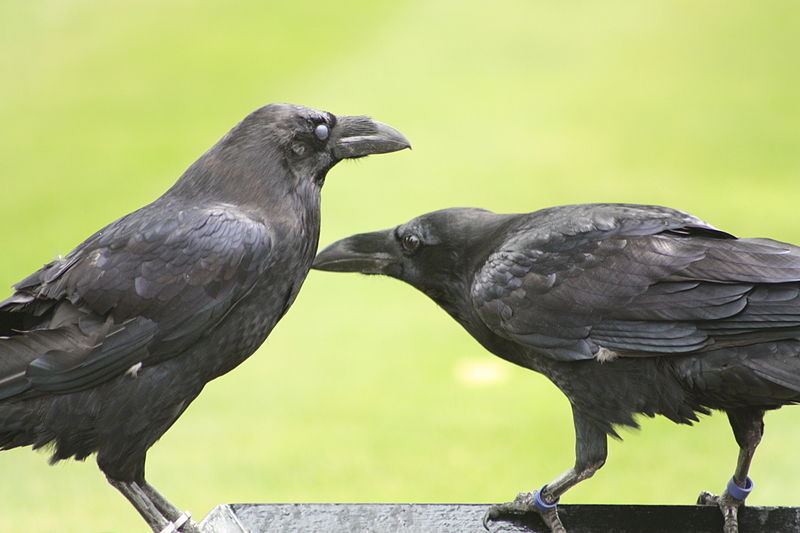 Ravens – and all the other players in the world’s “biosymphony” – have evolved a musical language all their own, including imitations of sounds they hear.