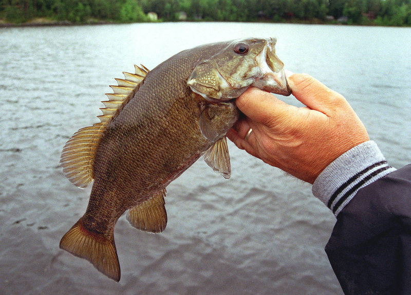 It’s spawning season for bass in the Southern Maine region, so fishing for smalllmouth bass is good, but unpredictable in constant rain.