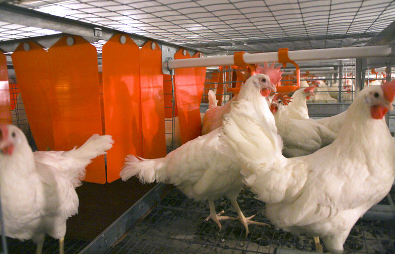 Chickens stand in an enriched colony system that gives them a darkened area for nesting at the JS West farm in Atwater, Calif. The group that gave laying hens more room in California is working to increase cage sizes nationally.