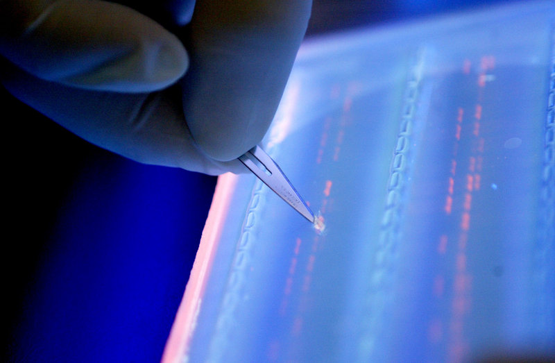 A lab officer cuts a DNA fragment under UV light from an agarose gel for DNA sequencing as part of research to determine genetic mutation in a blood cancer patient.