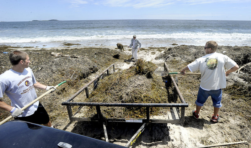 State park lifeguards Joey Doane and Kaycee Stevens load a trailer while maintenance supervisor Zach Bergman scoops up more rockweed as they work to clean up Scarborough Beach. Other parts of the beach have been cleared and are available for visitors.