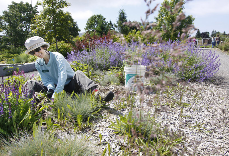 Aurelia Scott of Portland tends a section of the YardScaping Gardens at Back Cove containing Walker’s Low catnip, back right, and Russian sage, left, in Portland on Friday. The gardens showcase nearly 2,000 trees, shrubs and perennials.