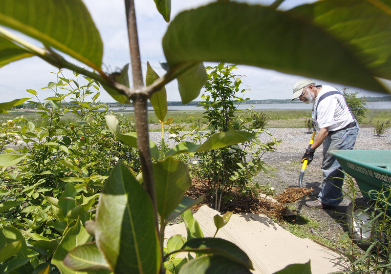 Eric Handley of Portland places mulch in a section of garden containing native Maine plants.