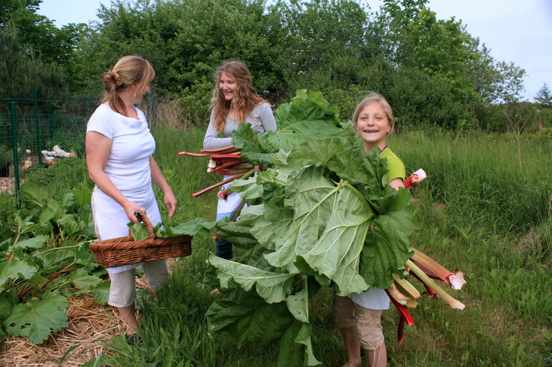 Anne Mahle and daughters Chloe, center, and Ella harvest rhubarb from the family plot.