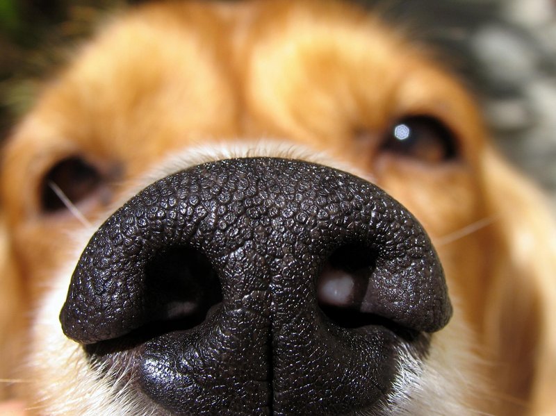 Sniffing around for something to do this weekend? Consider the Fur Ball, which benefits the Lincoln County Animal Shelter. Highlights include a dog pageant, an auction, and food from King Eider’s Pub. It happens from 5 to 8 p.m. Saturday at Darriows Barn at Round Top Farm in Damariscotta.