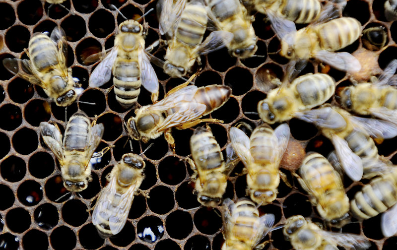 A queen bee, center, is surrounded by some other bees on a frame at Rusty Creek Farm in Arundel.