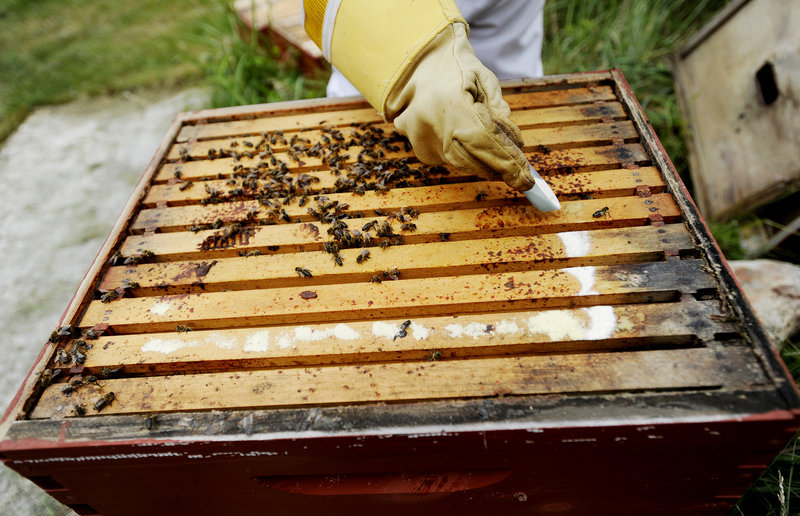 Kirstan Watson treats her bees with an antibiotic to help with diseases such as European foulbrood.