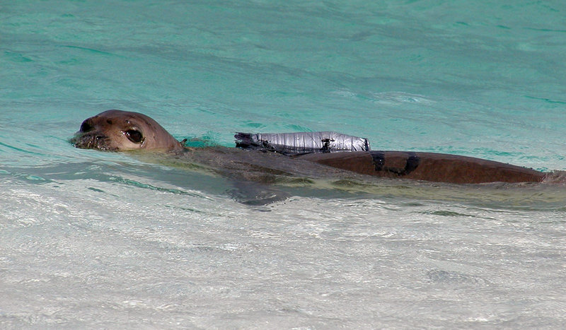 Photo provided by the National Marine Fisheries Service shows a juvenile Hawaiian monk seal with a camera strapped to its back at French Frigate Shoals, Hawaii.