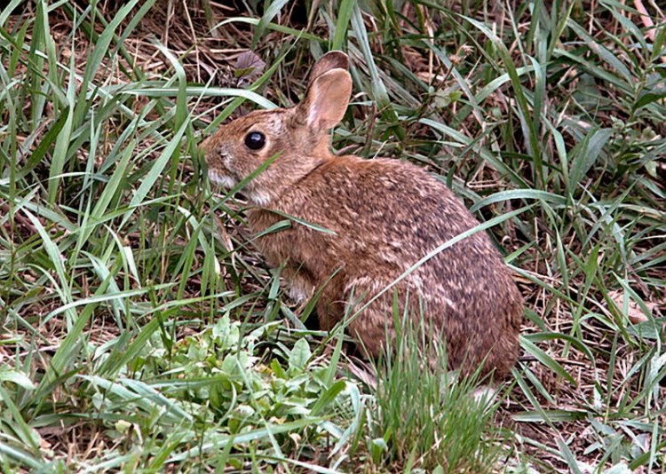 Once common throughout the Northeast, New England cottontails are on the state list of endangered species in New Hampshire and Maine. The rabbit’s ideal habitat is dense patches of shrubs and brush.