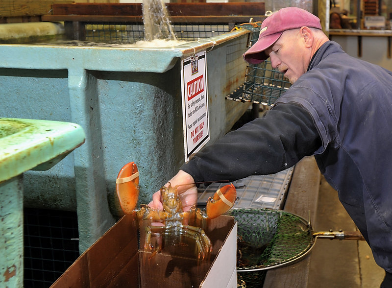 Rick DiBiase fills a box with soft-shell Maine lobsters for a customer at Harbor Fish Market in Portland on Monday. Soft-shells are too fragile to pack and ship long distances.