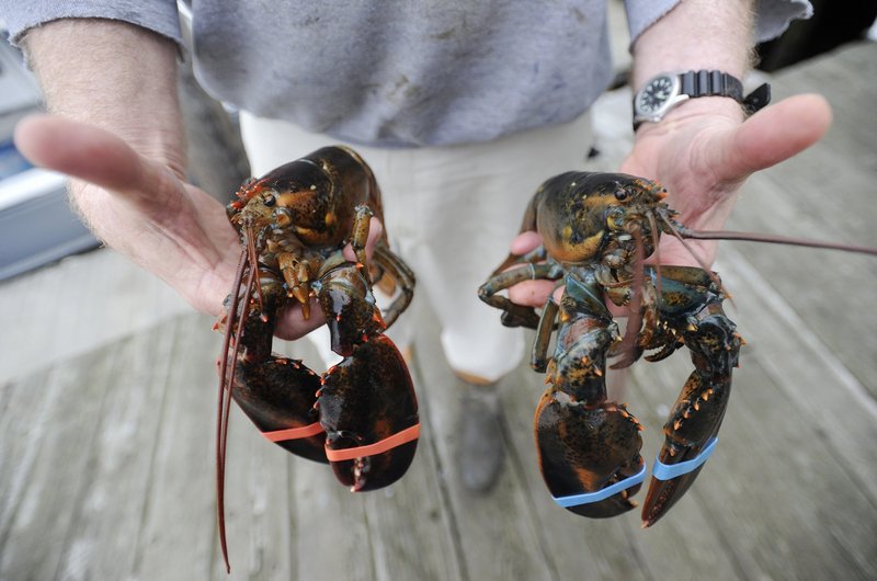 A soft-shell lobster, left, and a hard-shell lobster on the docks at New Meadows Lobster last month.