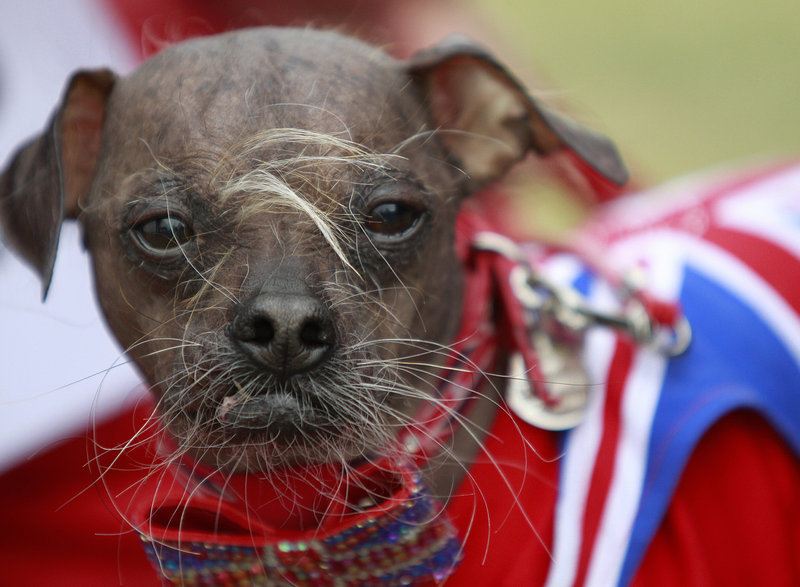 Mugly, a Chinese crested owned by Bev Nicholson of Peterborough, England, won the title of World's Ugliest Dog at the Sonoma-Marin Fair in Petaluma, Calif., on Friday. Nicholson says he was named Britain's ugliest dog in 2005.