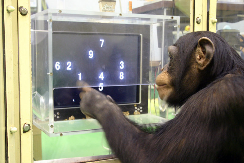 In a 2006 photo provided by Kyoto University’s Primate Research Institute, Ayumu, a 5-year-old chimpanzee, performs a memory test with a touch-screen computer. He regularly beats humans at accurately duplicating the lineup and is a YouTube sensation.