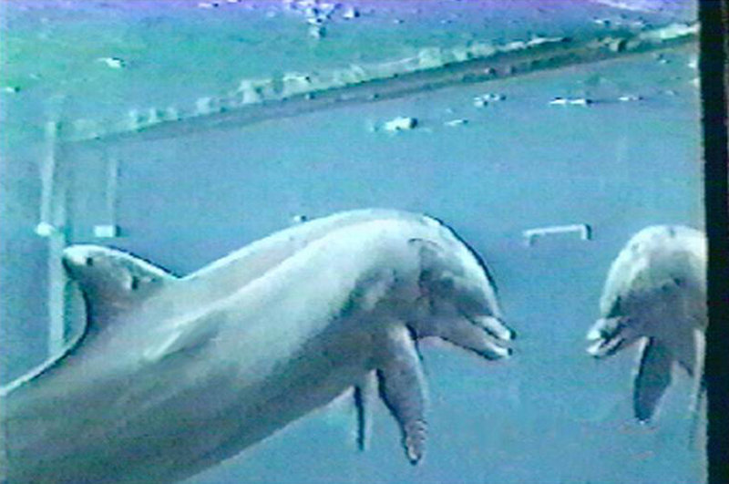 A bottlenose dolphin looks at itself in a mirror in an undated photo. A 2001 study showed dolphins recognizing themselves in mirrors, proving they have a sense of self similar to that of humans.