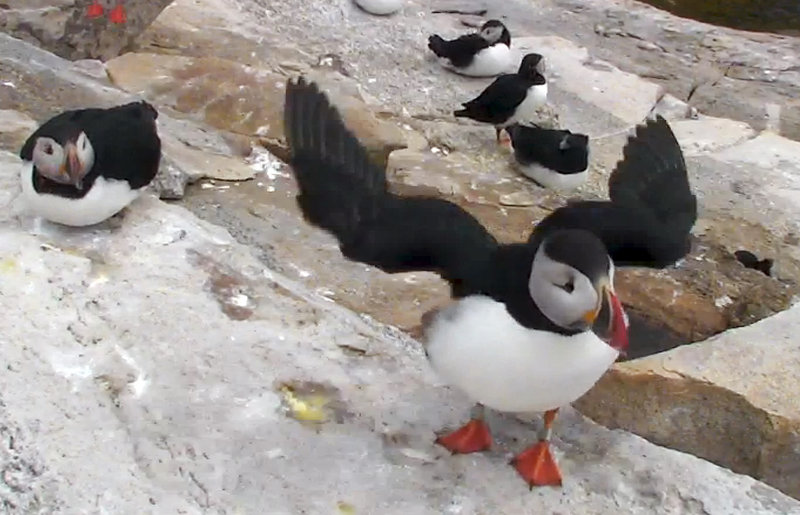 A still frame taken from video that began streaming online Wednesday shows puffins on the shore of Seal Island, which has the largest puffin colony in the U.S.