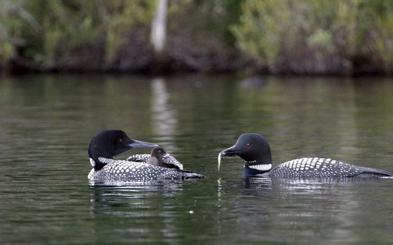 A study released Thursday finds elevated levels of mercury in 75 percent of loons sampled in the Adirondack region of New York. Birds with high levels of mercury had less success hatching and raising chicks.