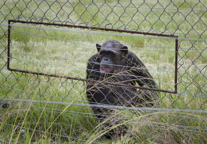 A chimpanzee sits in an enclosure at the Chimpanzee Eden rehabilitation center in South Africa. The international institute was founded by primatologist Jane Goodall.