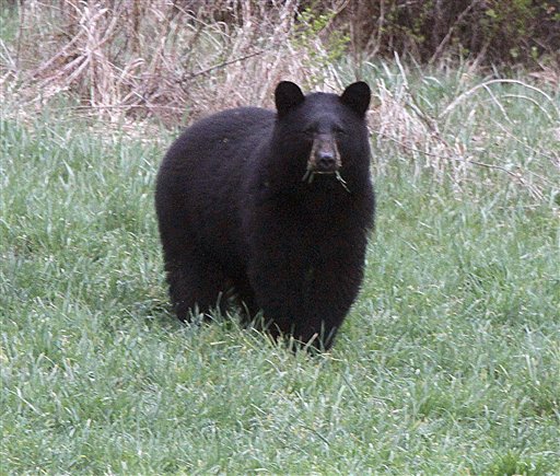 A black bear grazes in Calais, Vt., this spring. Experts say warm weather has prompted bears to come out of their dens early, and since berries they usually eat aren’t growing yet, they may seek food in backyards.