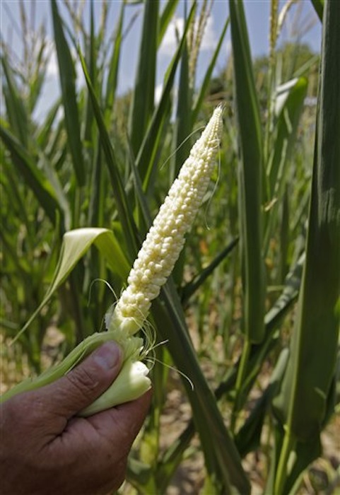Jack Maloney displays a drought-damaged ear of corn on his farm in Brownsburg, Ind., Monday, July 16, 2012. With no significant rainfall since May 3 and the bleak outlook for rain, Maloney expects a total loss on his corn and soybean crop. (AP Photo/Michael Conroy)
