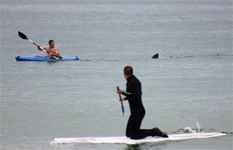 Walter Szulc Jr., in kayak at left, looks back at the dorsal fin of an approaching shark at Nauset Beach in Orleans, Mass. in Cape Cod on Saturday, July 7, 2012. An unidentified man in the foreground looks towards them. No injuries were reported. The previous week, a 12- to 15-foot great white shark was seen off Chatham in the first confirmed shark sighting of the season according to a state researcher. Two more sightings were reported Tuesday, July 2, 2012. The same waters are filled with seals, which draw the sharks because they are a favorite food of the animal. (AP Photo/Shelly Negrotti) attack Beach cape cod dorsel fin great white great white shark kayak MASN501 Nauset Orleans, Massachusetts shark