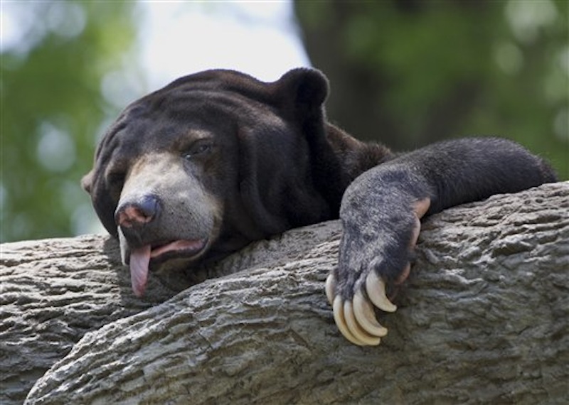 A sun bear reacts to triple-digit temperatures at the Henry Doorly Zoo in Omaha, Neb., Friday, July 6, 2012. The temperature reached 103 degrees Fahrenheit (39.5 Celsius) Friday. (AP Photo/Nati Harnik)