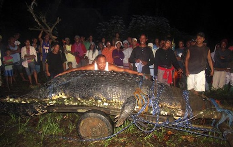 In this Sunday, Sept. 4, 2011 file photo, Bunawan Mayor Edwin Cox Elorde pretends to measure a huge crocodile which was captured by residents and crocodile farm staff along a creek in Bunawan in Bunawan town in Agusan del Sur province, southern Philippines. Guinness World Records has declared Sunday, July 1, 2012 that the huge crocodile blamed for deadly attacks is the largest in captivity in the world. Guinness spokeswoman Anne-Lise Rouse says the saltwater crocodile nicknamed "Lolong" measured 6.17 meters (20.24 feet) and weighed more than a ton. (AP Photo)