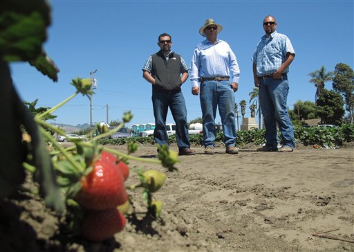 Rogelio Ponce Sr., center, and his two sons, Rogelio Ponce Jr., left, and Steven Ponce, pose for a photo at the family's ranch in Watsonville, Calif., where the Ponces grow nearly 200 acres of strawberries. Ponce Sr., whose father migrated from Mexico and grew berries as a sharecropper, sold the family's home to start his own strawberry business some 20 years ago.