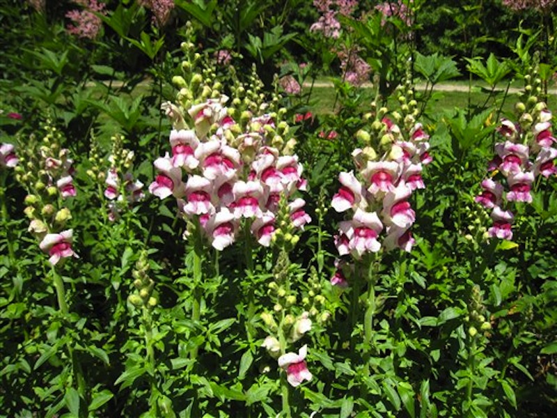 This July 12, 2012 image shows snapdragons at Thuya Garden in Northeast Harbor, Maine. Thuya's collection includes plants from renowned landscape designer Beatrix Farrand, who has connections to several gardens in the area, including a nearby private garden she designed for Abby Aldrich Rockefeller thatís only open to the public a few days a year. (AP Photo/Beth J. Harpaz)