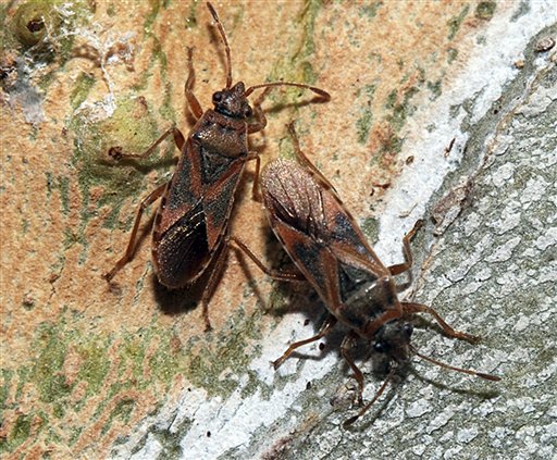 Two Elm Seed Bugs are seen in this undated handout photo provided by the Idaho State Department of Agriculture.