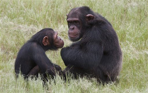 Chimpanzees sit in an enclosure at the Jane Goodall Institute Chimpanzee Eden rehabilitation center near Nelspruit, South Africa. Chimps attacked an American graduate student Thursday.