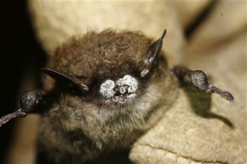 This photo provided by the New York Department of Environmental Conservation shows a brown bat with white nose fungus.