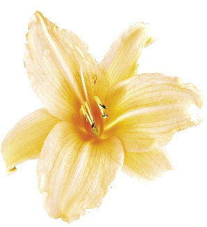 Reblooming day lily “Stella d’Oro” may offer a second run of blossoms in September.