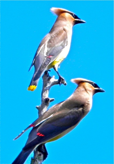 Cedar waxwings are very social birds and not wary at all of canoeists, which helps to make the journey to the Caucomgomoc shoreline a delight.