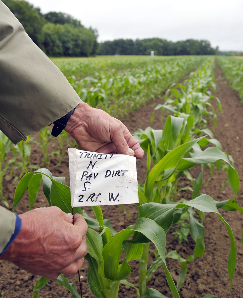 The tag identifies the naturally developed hybrid of non-genetically modified corn.