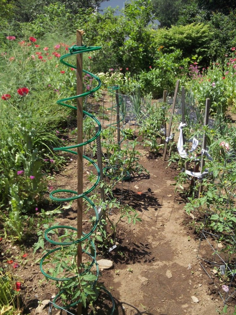 Three methods for keeping tomatoes off the ground: stakes, cages and spirals.