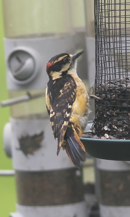 A hairy woodpecker at a Maine feeder has buff-colored feathers in places that are usually white. The even distribution of the brownish feathers suggests they are not a result of staining by tree tannins.
