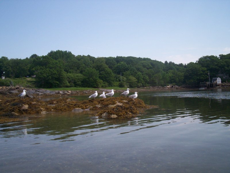 Gulls congregate not far from Round Pond village. A day trip around Muscongus Sound can begin at an easily accessible ramp right next to the local fishermen’s co-op, where you may see lobstermen unloading their catch.