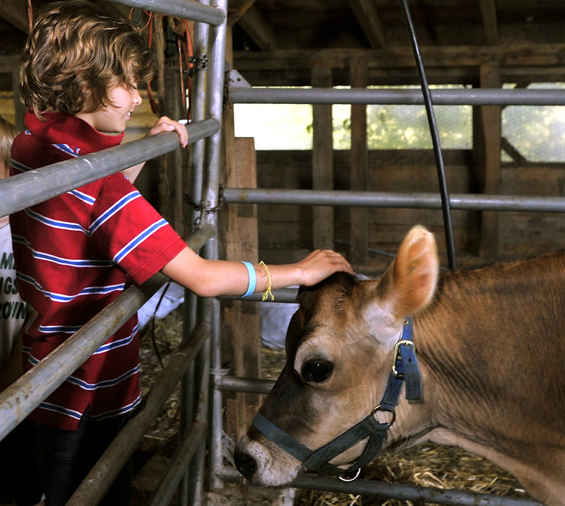 Vanson Cardullo, 9, from Saco, pets a cow at the Broadturn Farm in Scarborough, where he’s learning about life on a working farm.