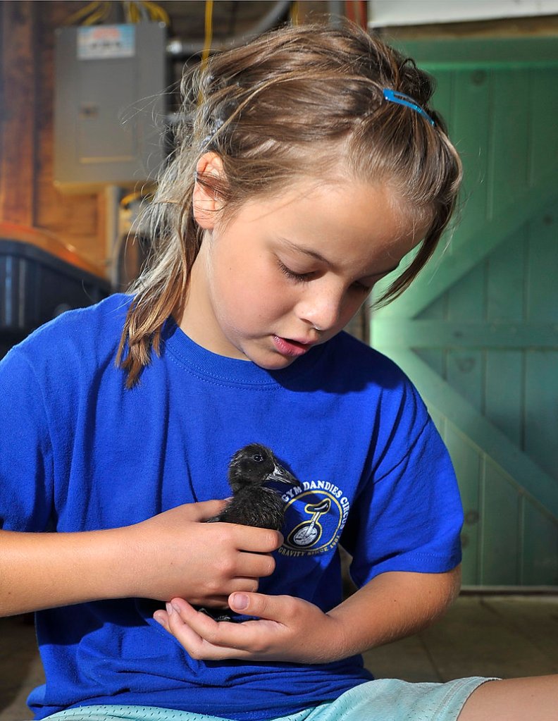 Cameron Jury, 11, from Scarborough, carefully holds a baby duck during the farm camp at Broadturn Farm in Scarborough.
